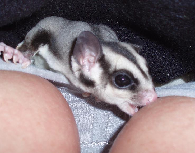 Aggressive sugar glider 2025